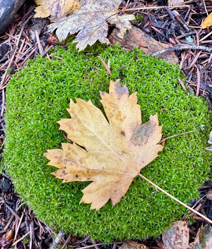Fallen leaf on moss tuft