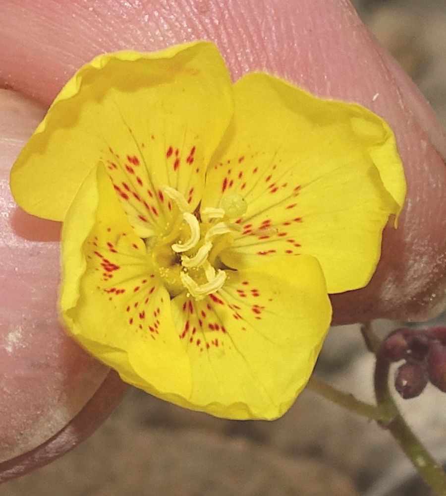 Red-freckled yellow flower pinched between thumb and forefinger 