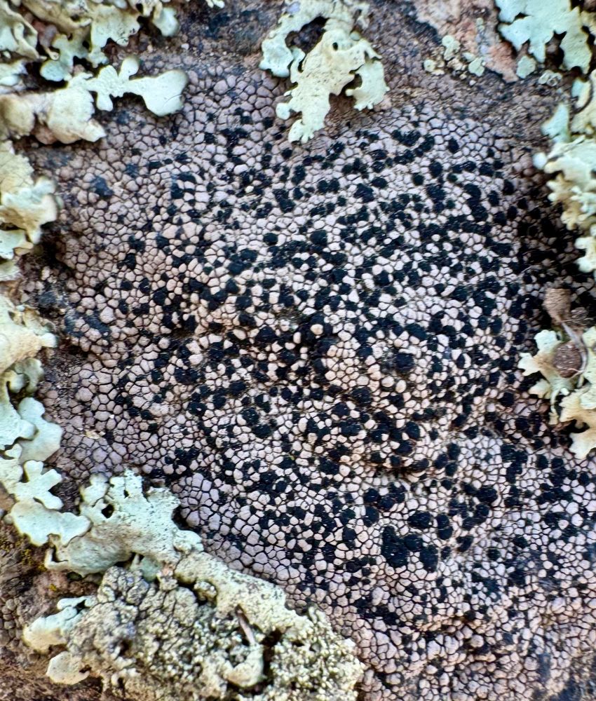 Tessellated gray and black polygons 