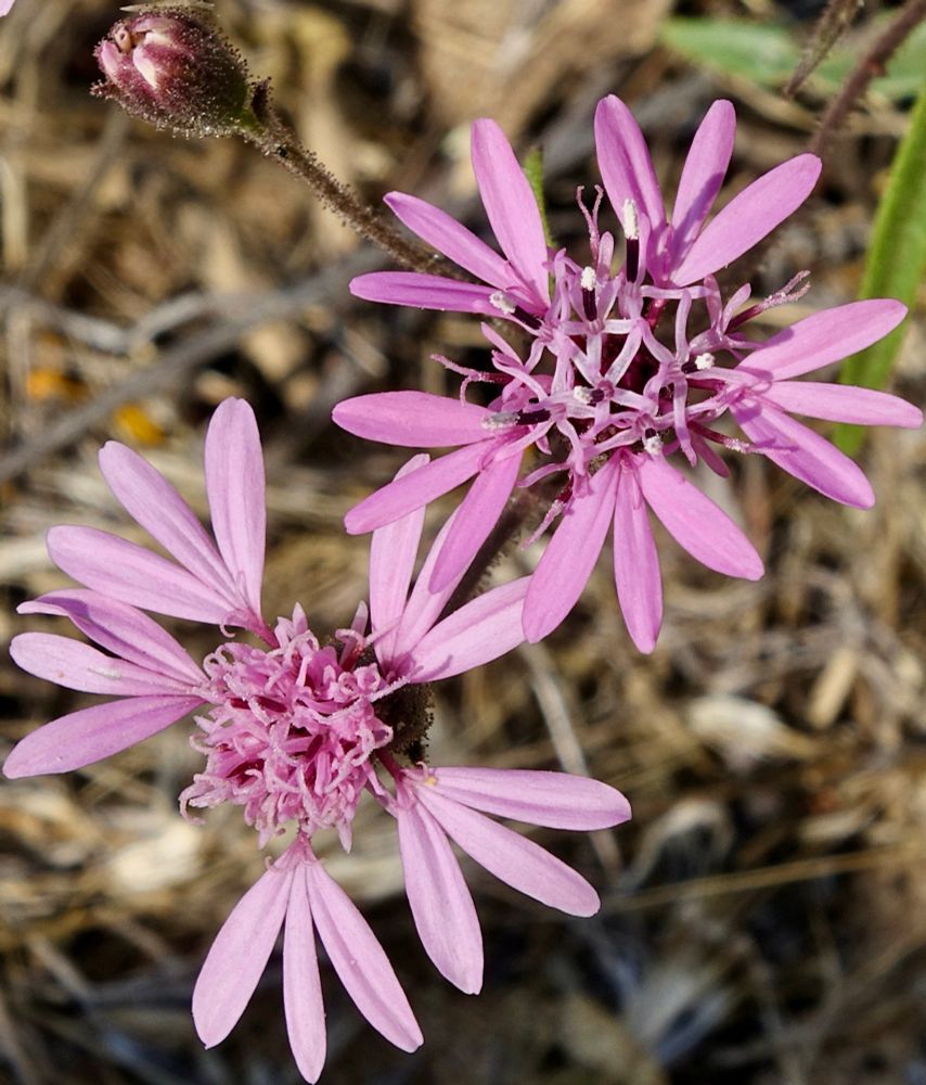 Pink flowers booming on a sandy hillside 