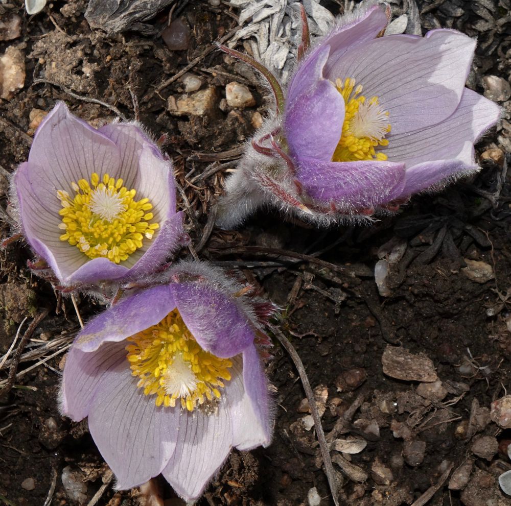 Lavender purple flowers with numerous creamy-colored anthers 