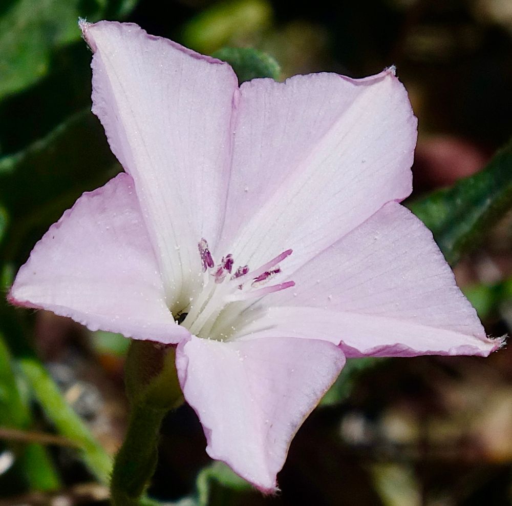 Pink five-lobed flower
