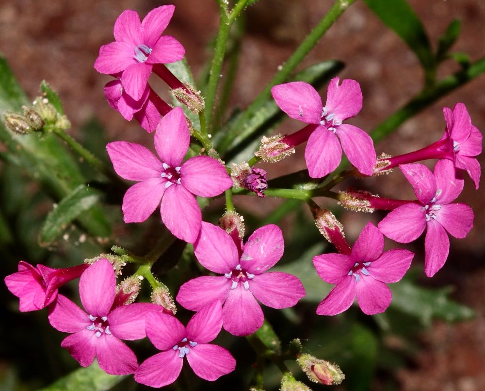 Hot pink tubular flowers with five lobes 