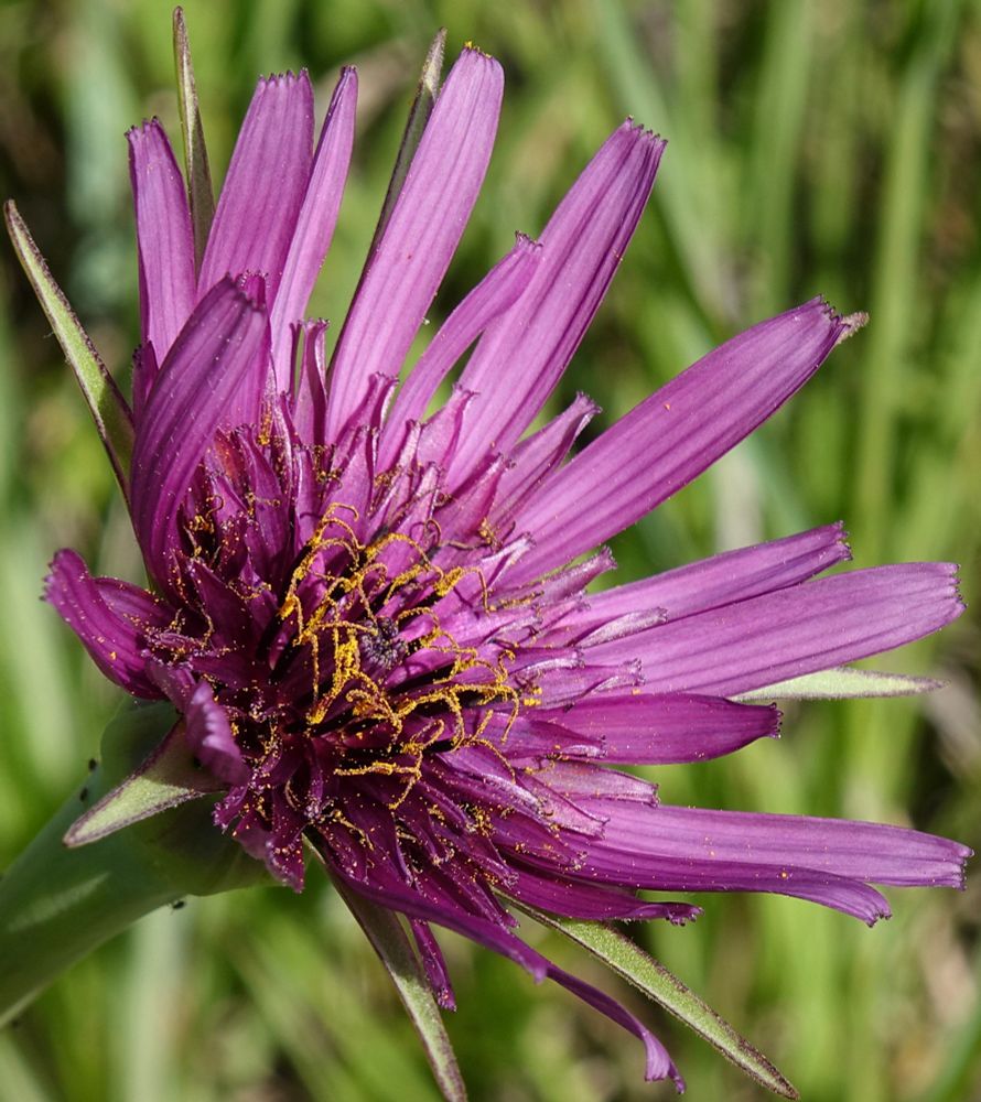 Purple aster 