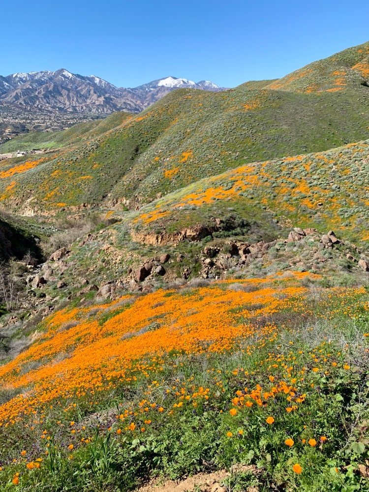 Green hillsides cover with orange poppies, snow-capped mountains in the background under a blue sky