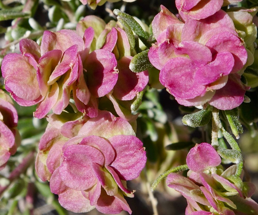 Cream and pink fleshy fruits