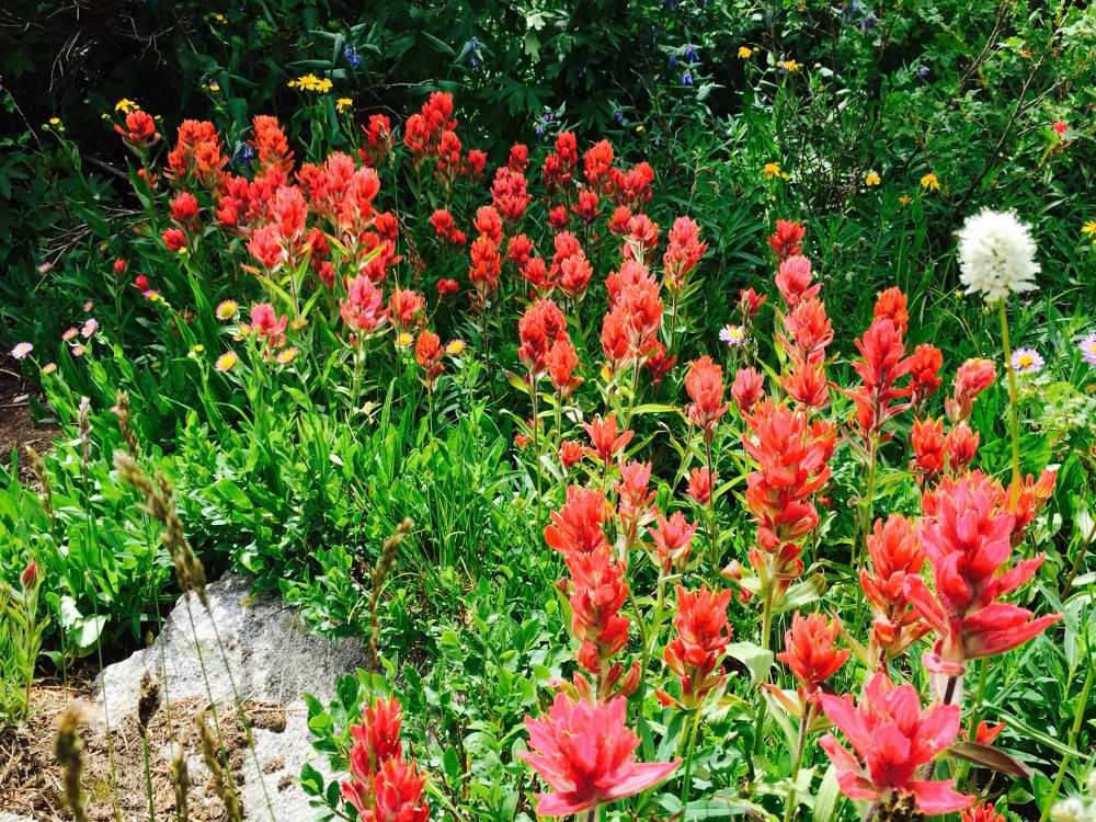 Nice patch of deep red flowers (bracts)
