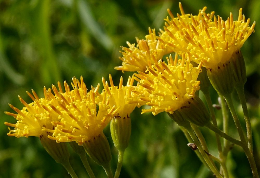Cluster of yellow rayless flowers 
