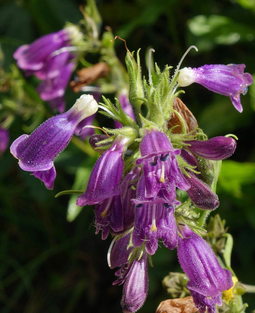 Purple penstemon flowers, each covered by tiny glandular hairs 