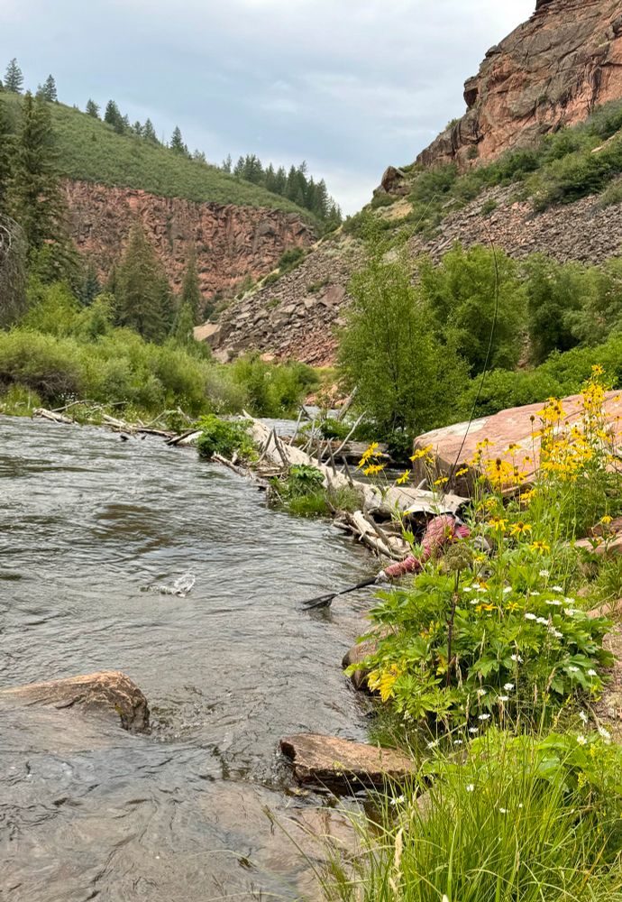 Flyfisher netting a trout on a river 
