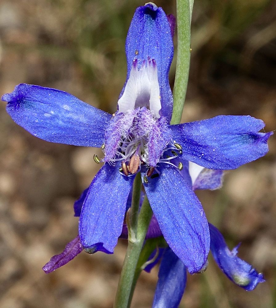 Five-lobed blue flowers with fancy bits in the center
