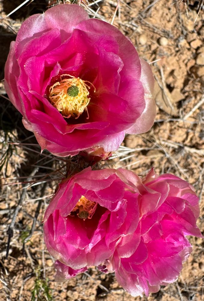 Pink cactus flowers with creamy anthers 