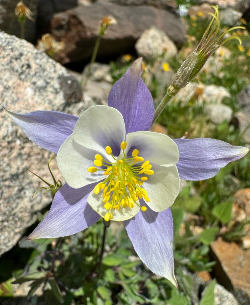 Blue and white Columbine Flower and fruit