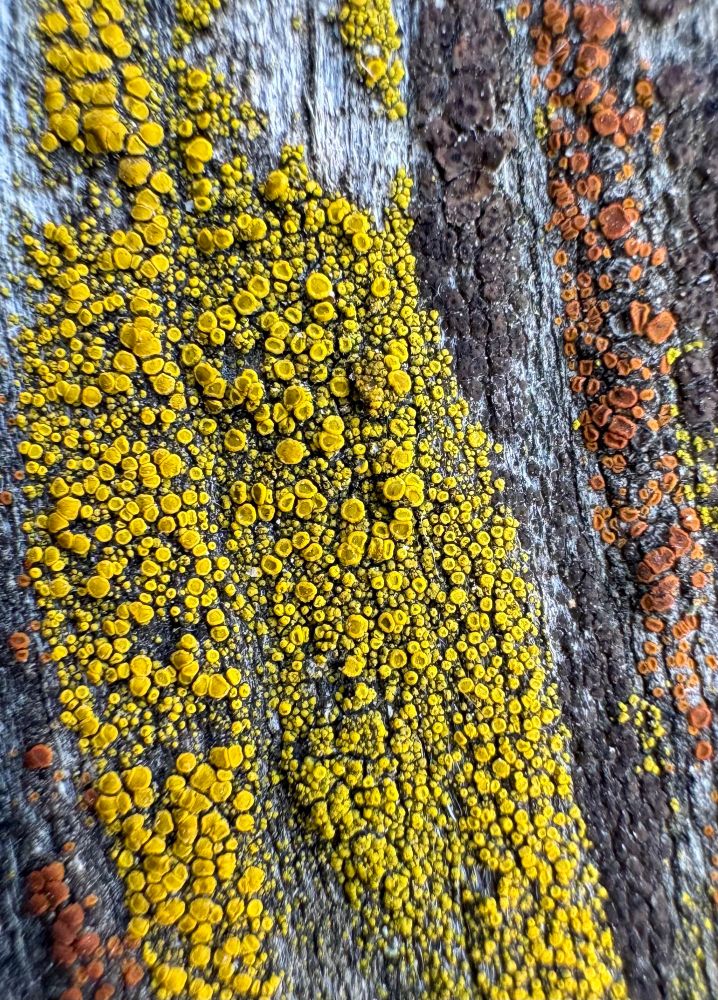 Yellow and orange lichen on gray weathered wood