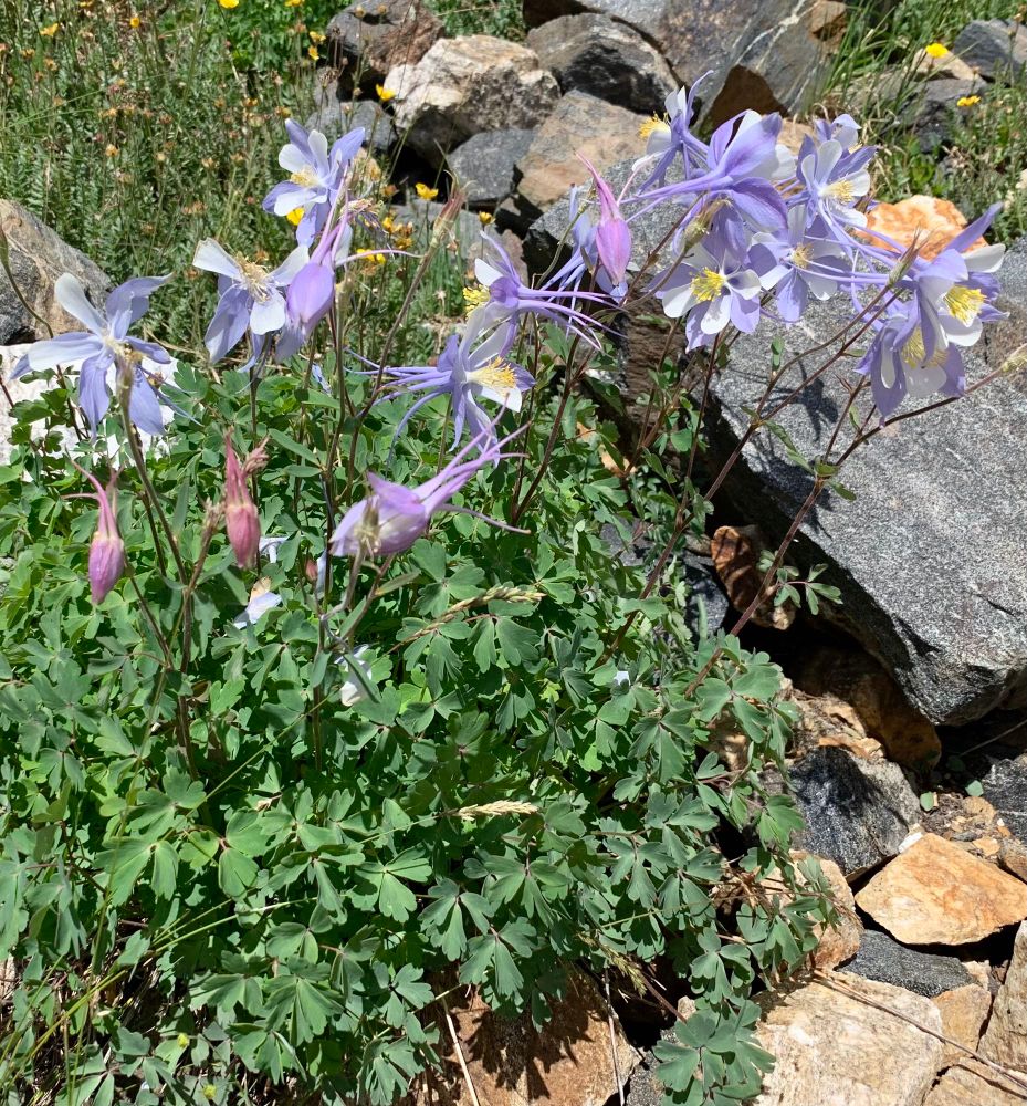 Blue and white columbine flowers in a rocky scree slope base at 12,170’