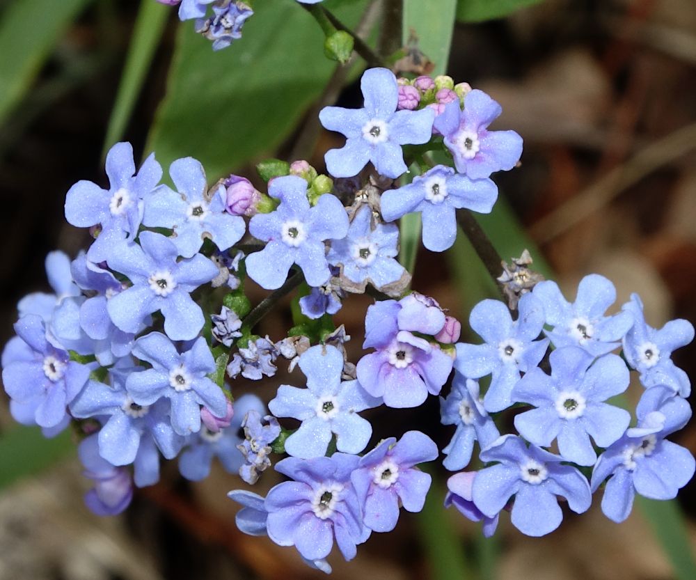 Light blue five-lobed flowers with white fornices