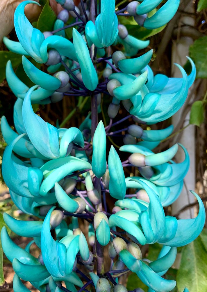 A large cluster of turquoise pea-shaped flowers hanging down from a vine. Nonnative and cultivated here. 