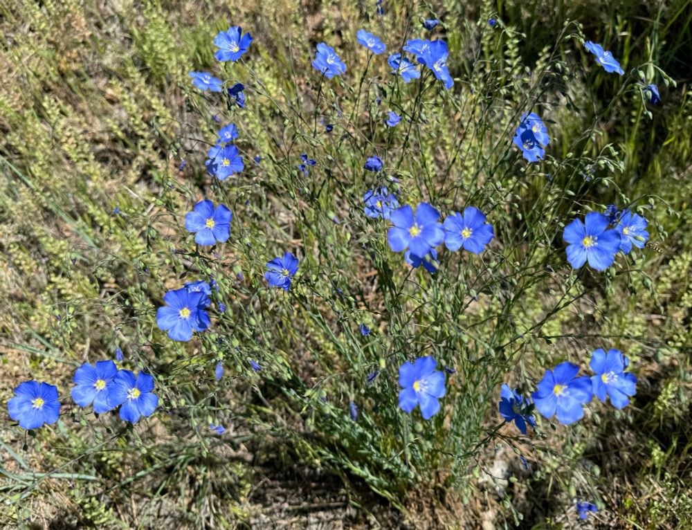 Five-lobed blue flowers 