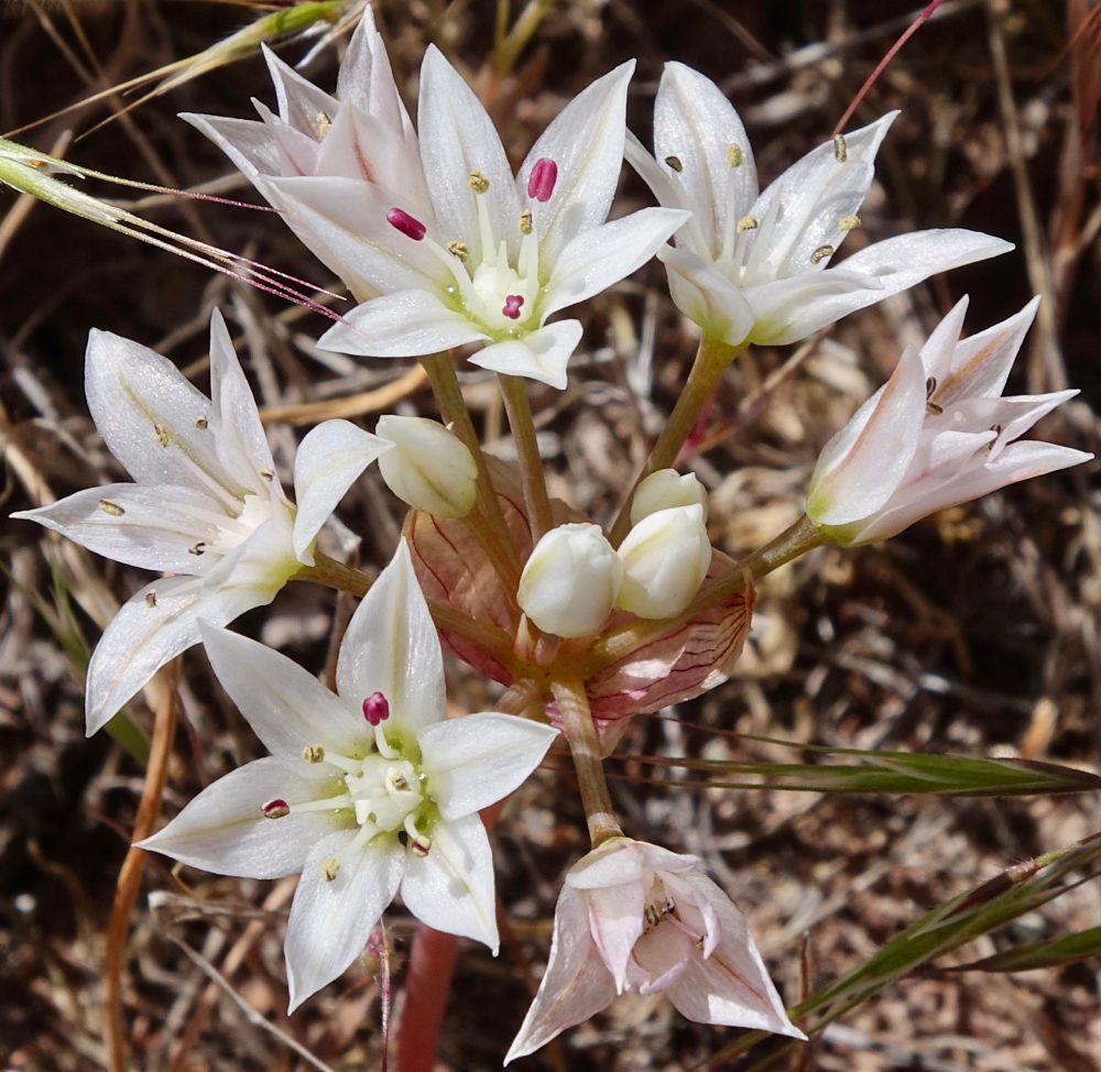 White six-petal flowers 