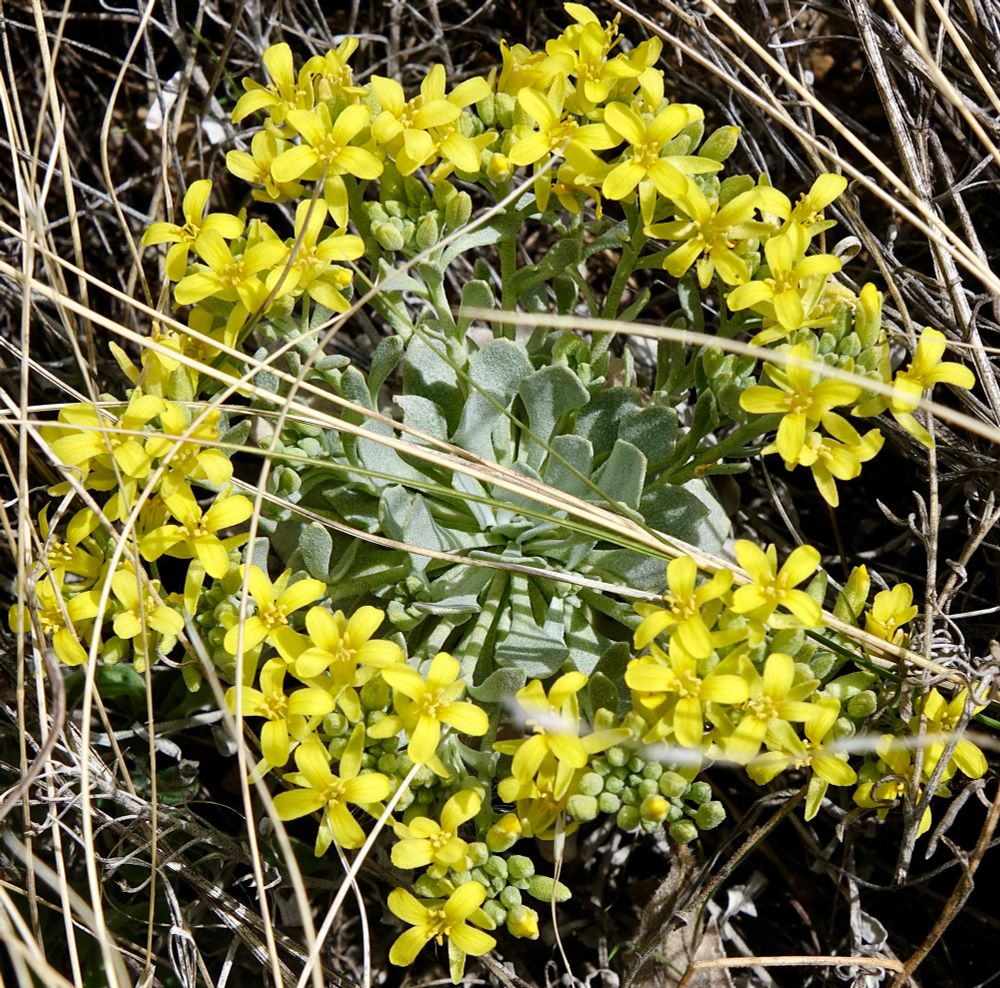 Numerous yellow flowers surround a basal rosette of thick silvery bluish leaves