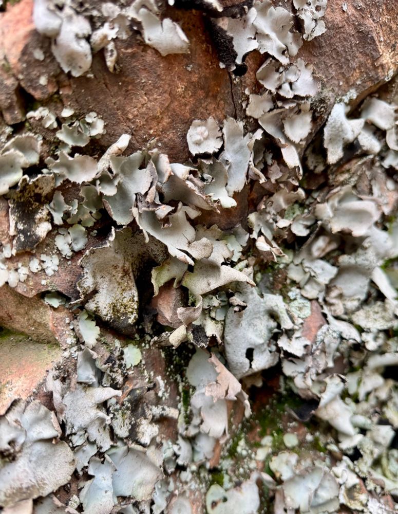 Huge floppy lichens on a rock look like they’re peeling off 
