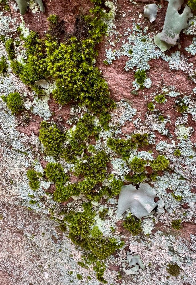 Moss and lichen growing on a red boulder