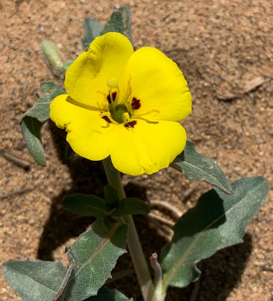 Yellow four petal flower with brown spots at the base of each petal