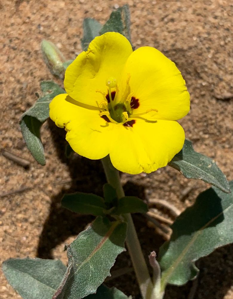 Four-petal yellow flower with dark spots at the petal bases
