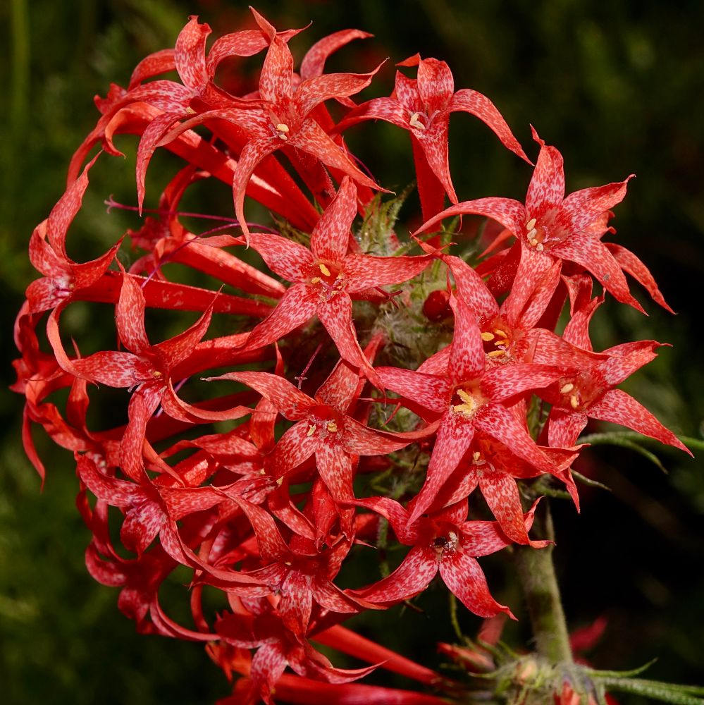 Globose inflorescence of red tubular flowers with speckled lobes