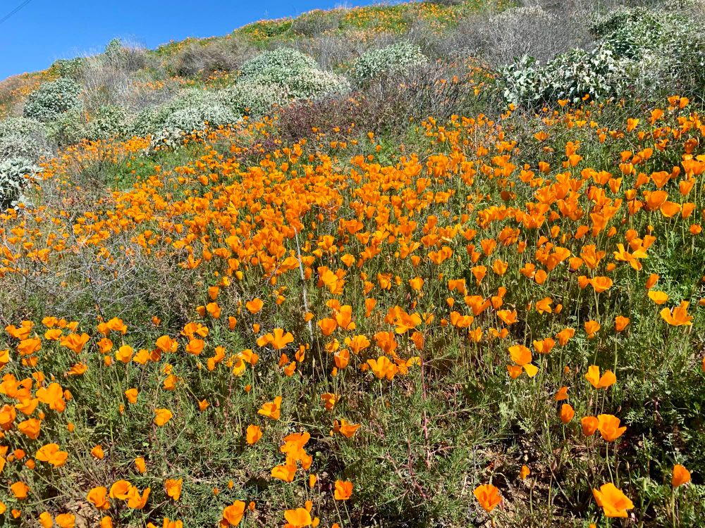 California poppies in walker canyon before the hordes arrived and trampled them, Feb 24, 2019