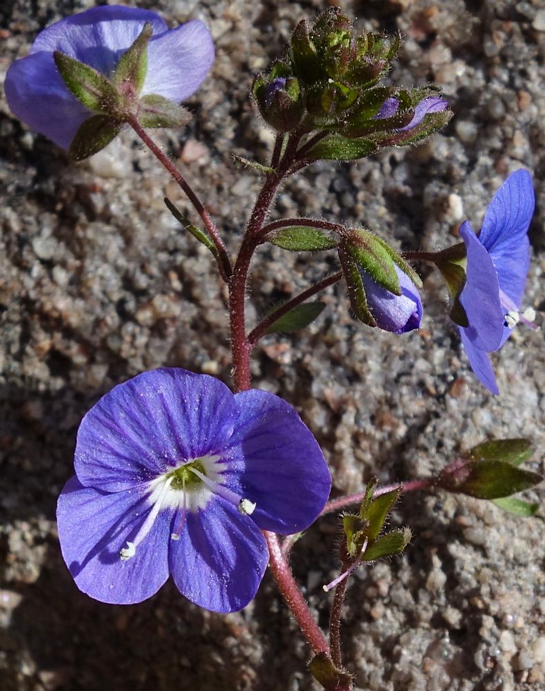 Small blue flowers with white centers 