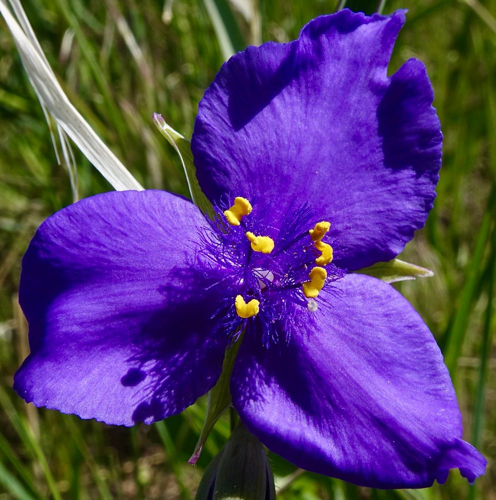 Deep purple three petal flower with frilly filaments and yellow bits in the center 
