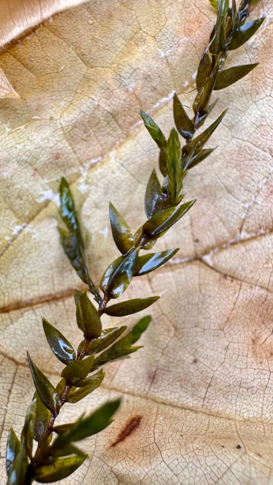 Long dark leaves of willow moss against a leaf