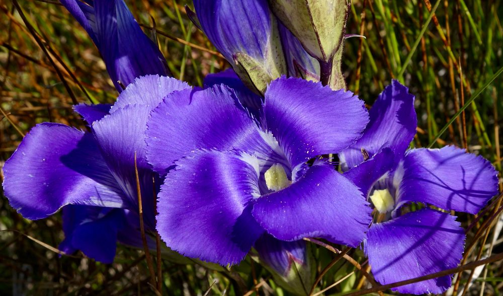 Four-lobed fringed blue flowers 