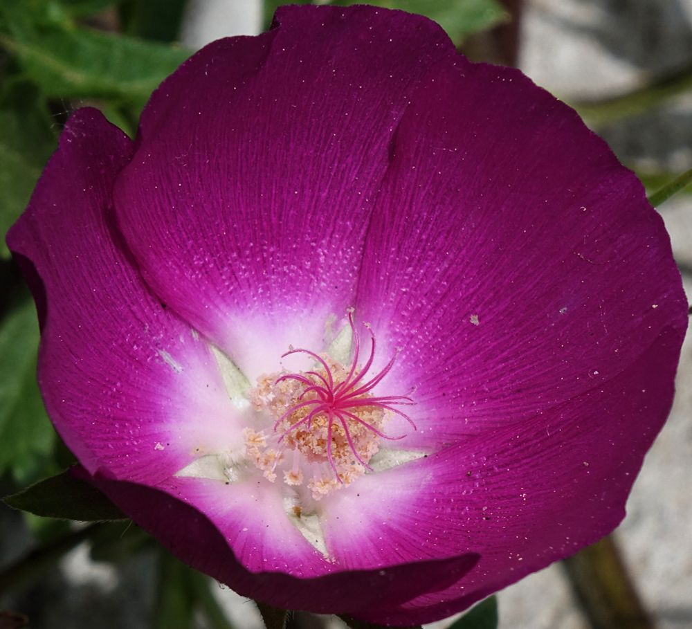 Dark magenta poppy mallow flower
