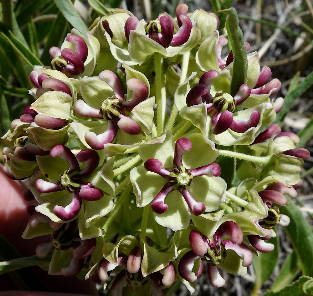 Weird purple and green flowers 