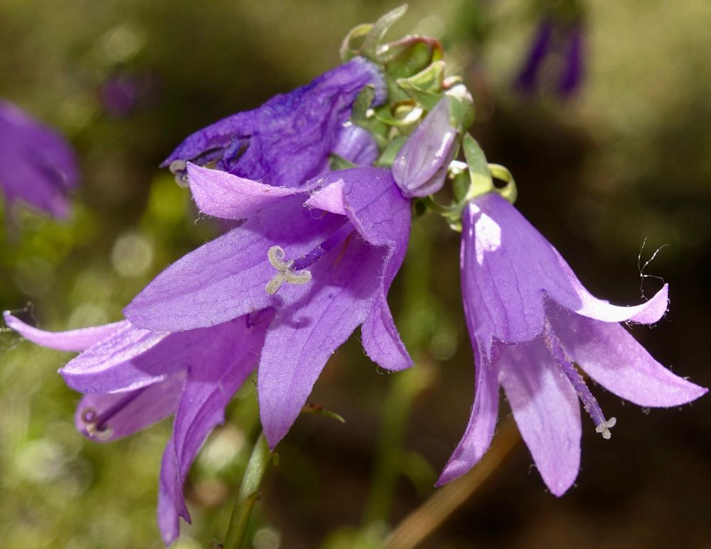 Blue five-lobed flowers with three-parted stigma 