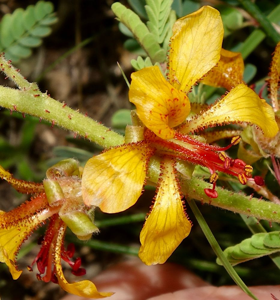 Weird gland-dotted yellow and red flowers 