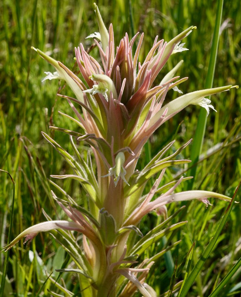 Pale orange, green and white inflorescence 