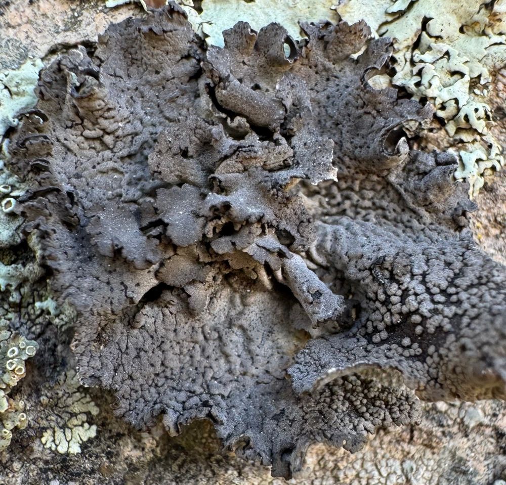 Black and gray lichen lobes 