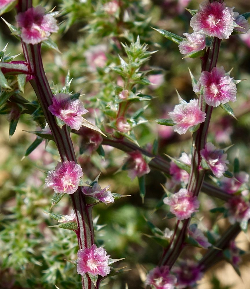Pink centered translucent blooms on spiky purple stems 