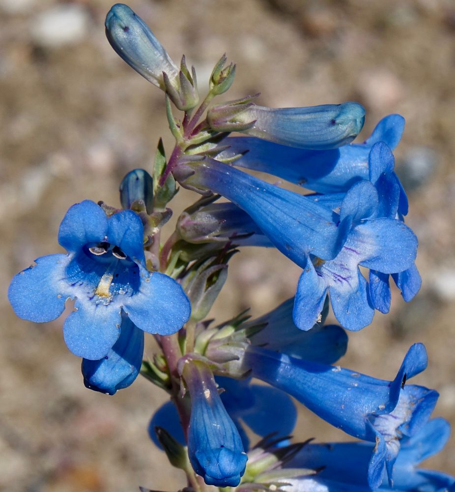 Cheerful blue penstemon flowers 
