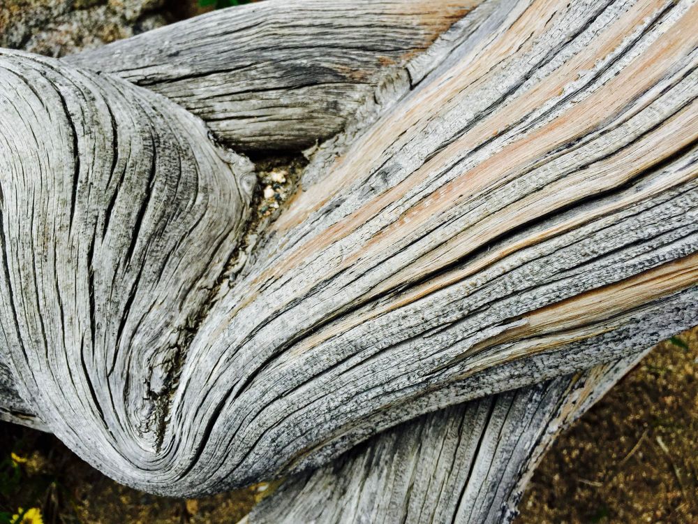 Ancient gray tree branch 