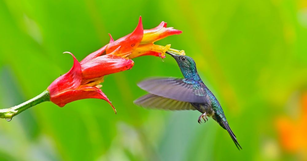 A Hummingbird’s All-Sugar Diet Would Give Anyone Diabetes — Scientists Finally Know Their Secrets