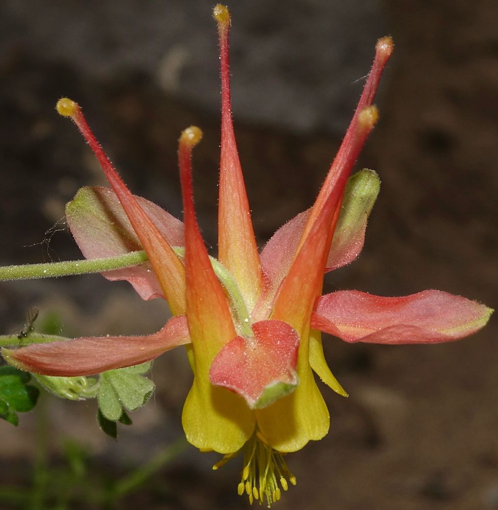 Red and yellow columbine flower, nodding 