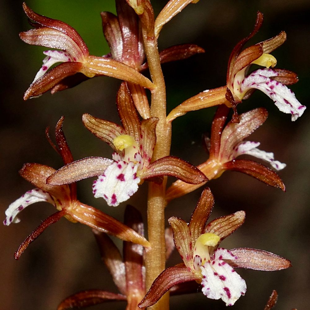 Brownish orchids with purple spotted white lips 