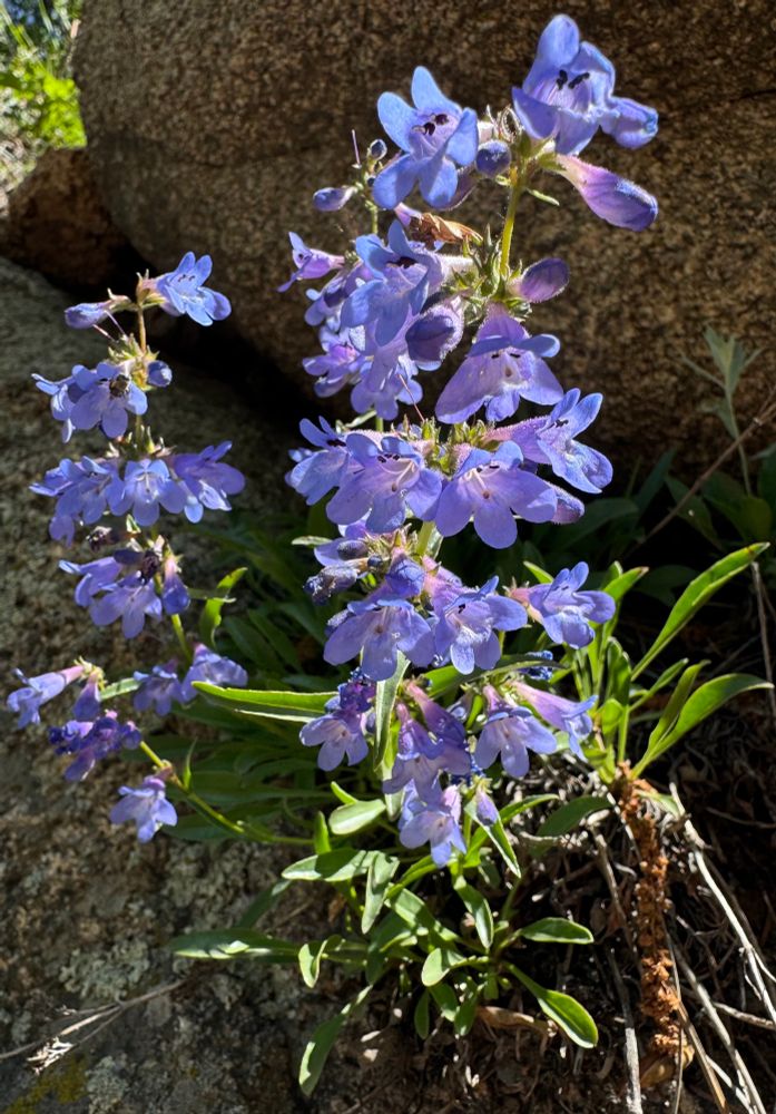 Sky blue penstemon flowers growing out of a crack in a rock 