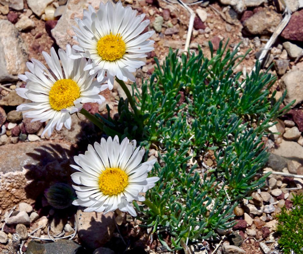 Three white daisies blooming above a low foliage mat