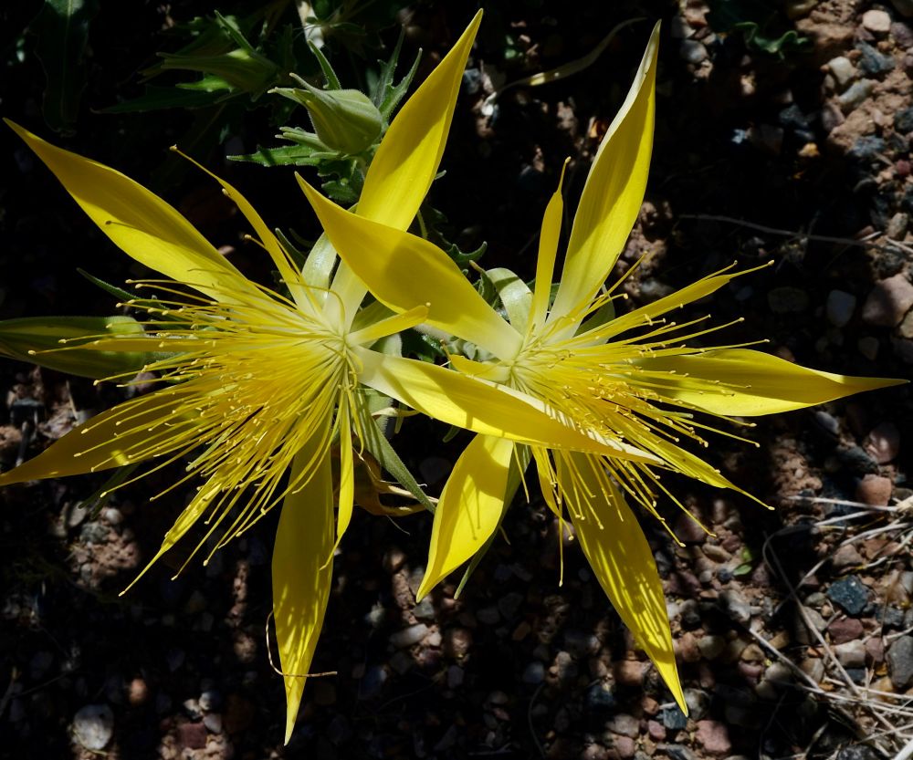 Bright yellow five petal flowers with petaloid stamens in addition to numerous exserted stamens 