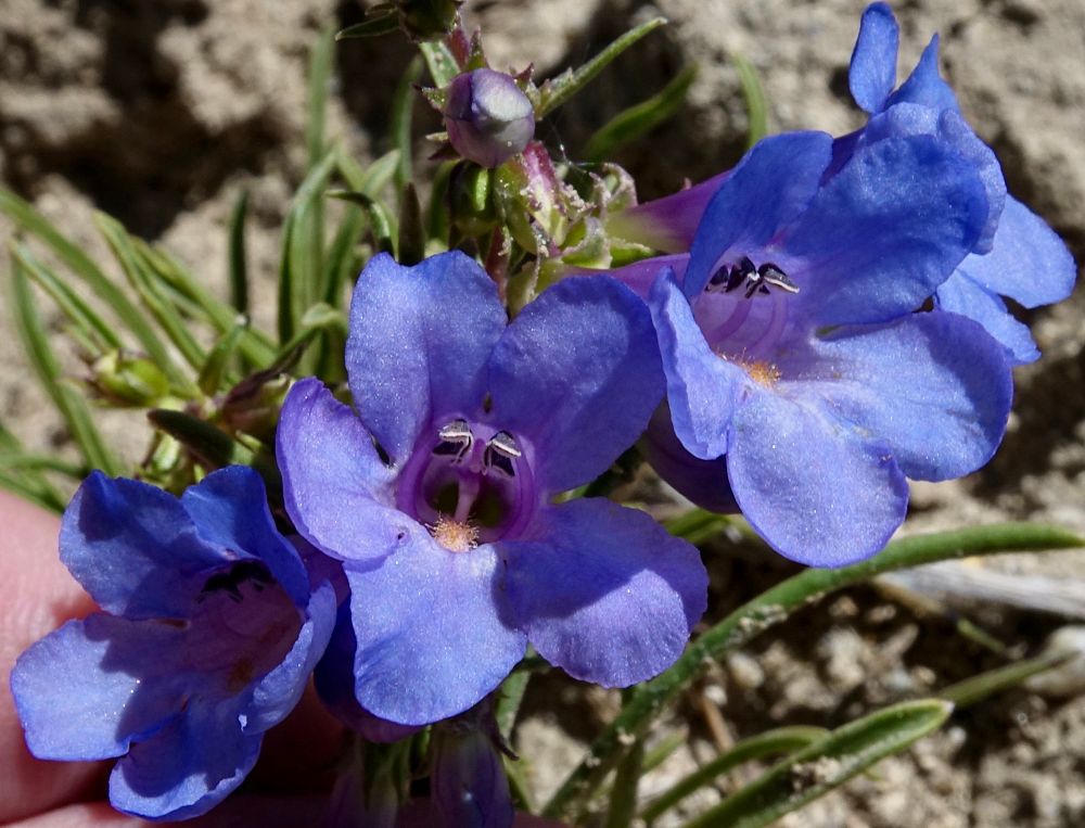 Sky blue penstemon flowers